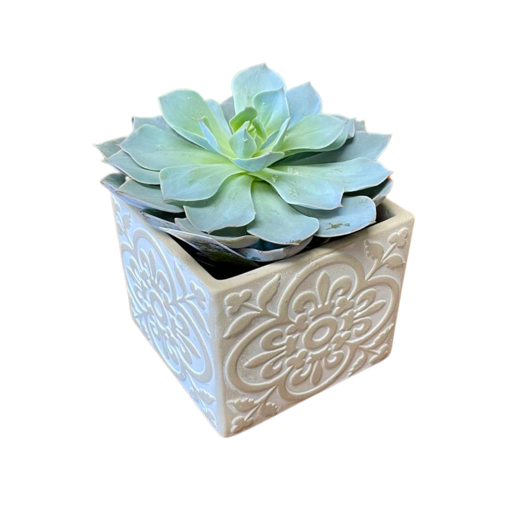 Single Succulent — El Paso florist arrangement
