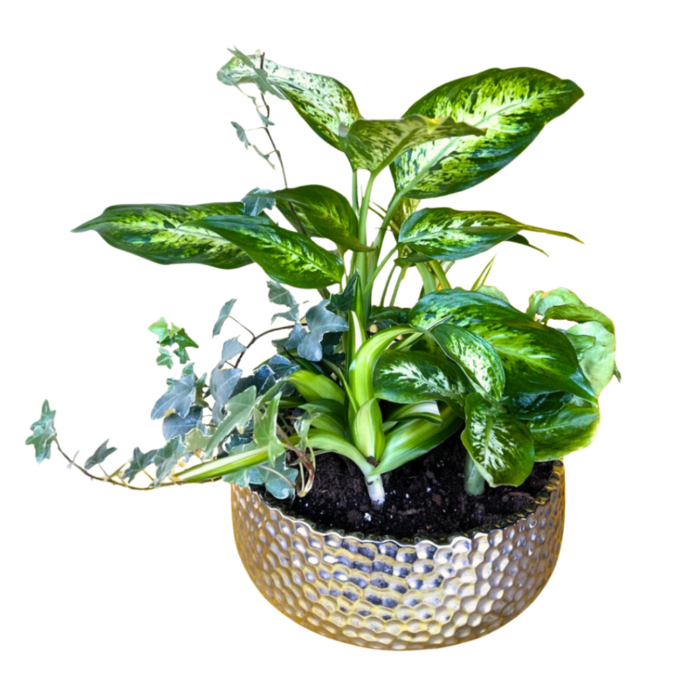 Serenity Dish Garden — El Paso florist arrangement