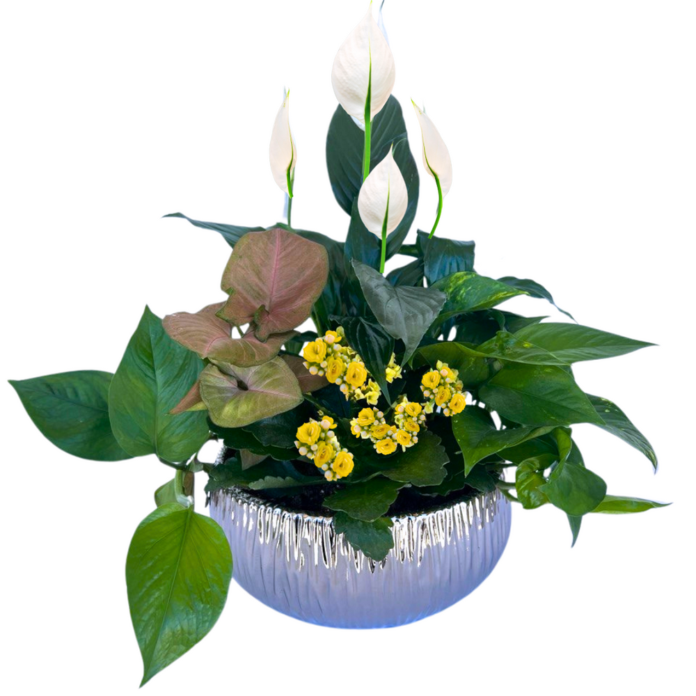 Delight Dish Garden — El Paso florist arrangement