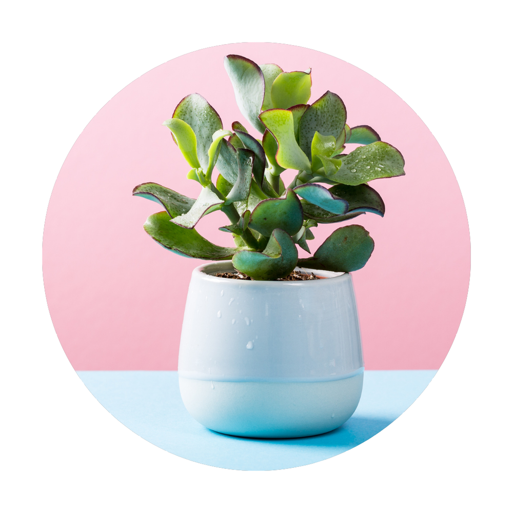Assorted Succulent — El Paso florist arrangement
