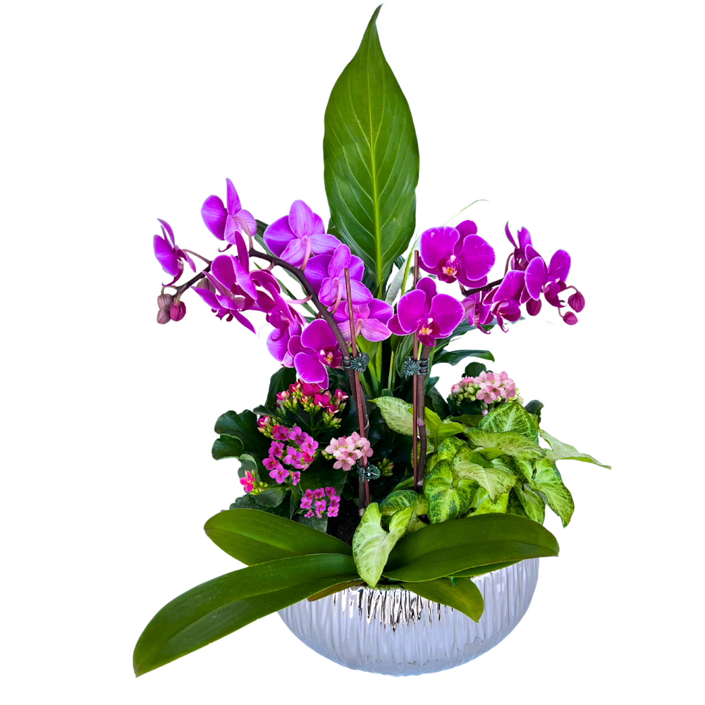 Orchid Garden #O77 — El Paso florist arrangement