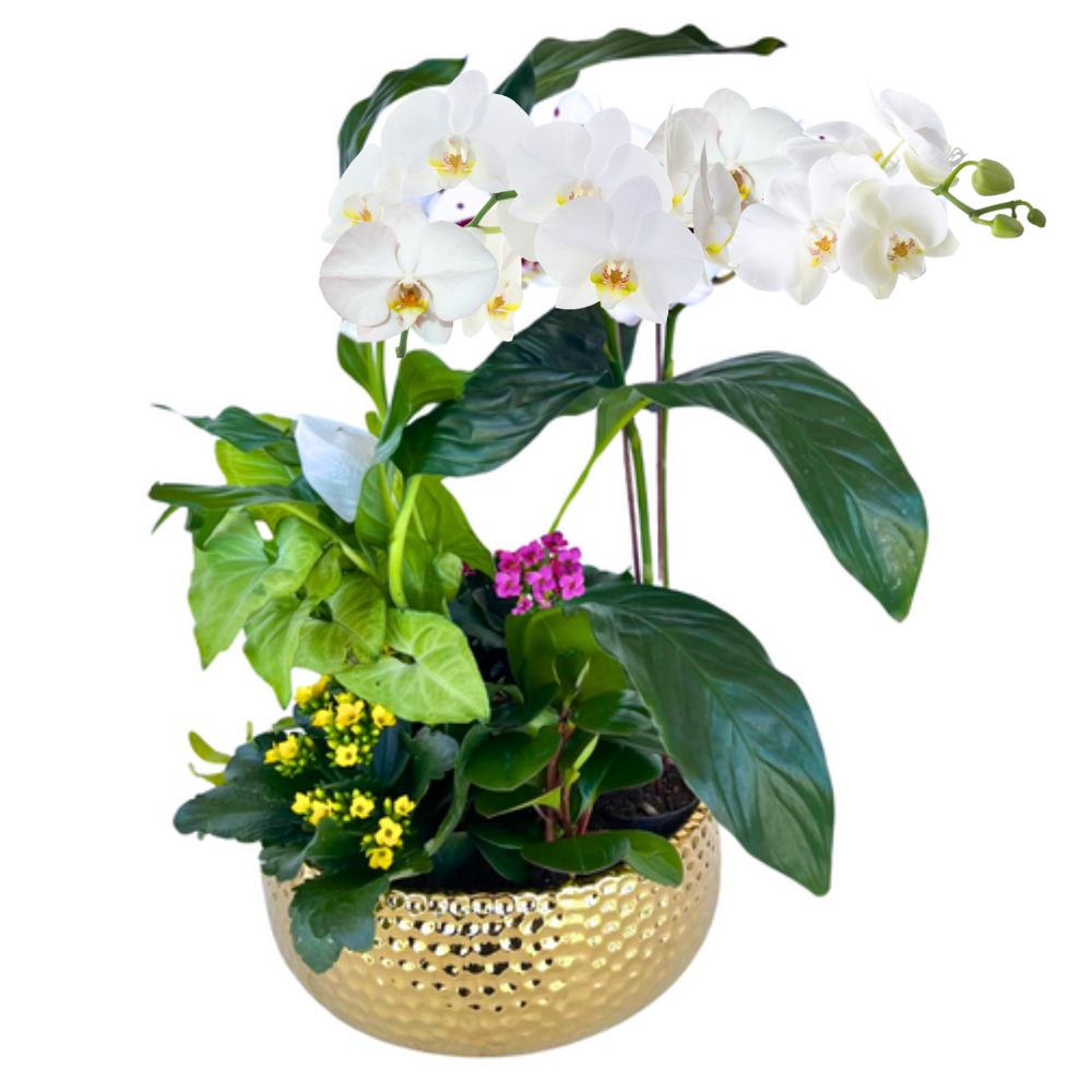 Extravagant Orchid DishGarden — El Paso florist arrangement
