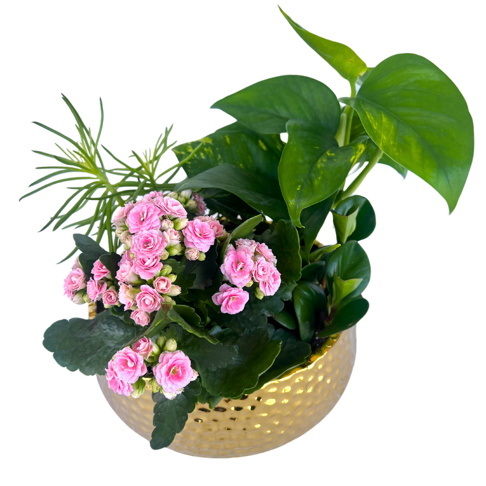 Pink Kalanchoe Garden #K13 — El Paso florist arrangement