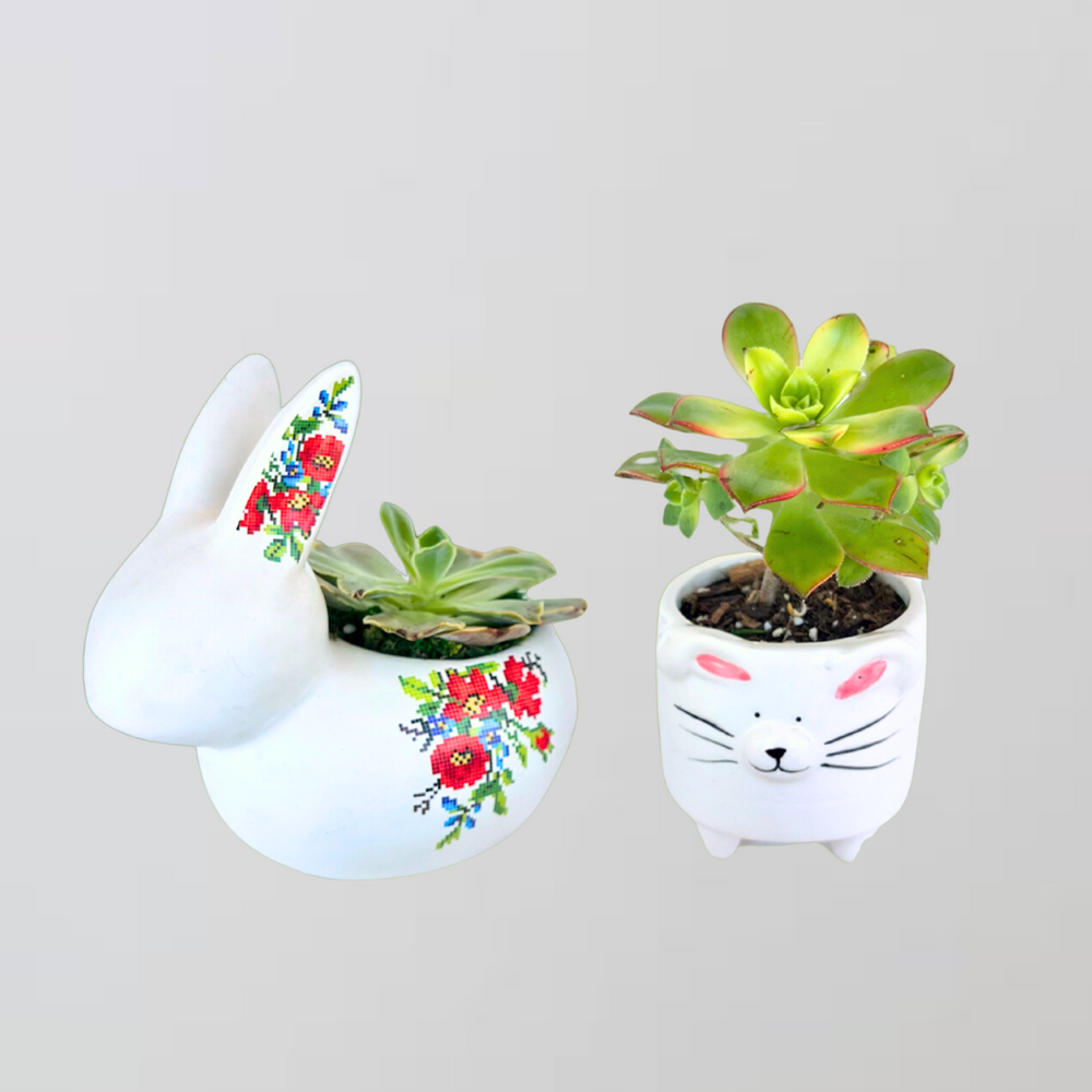 Succulent Bunny And Kitten — El Paso florist arrangement
