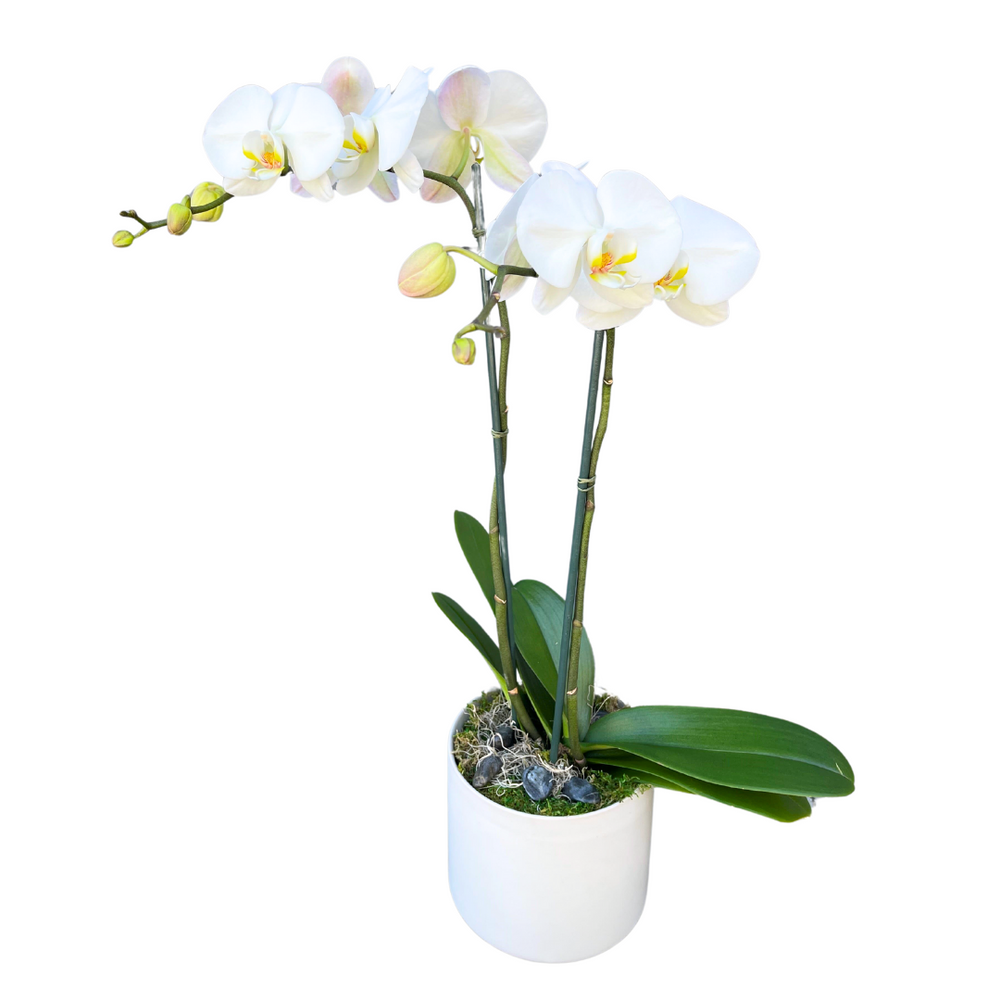 2 Stem Orchid Plant — El Paso florist arrangement