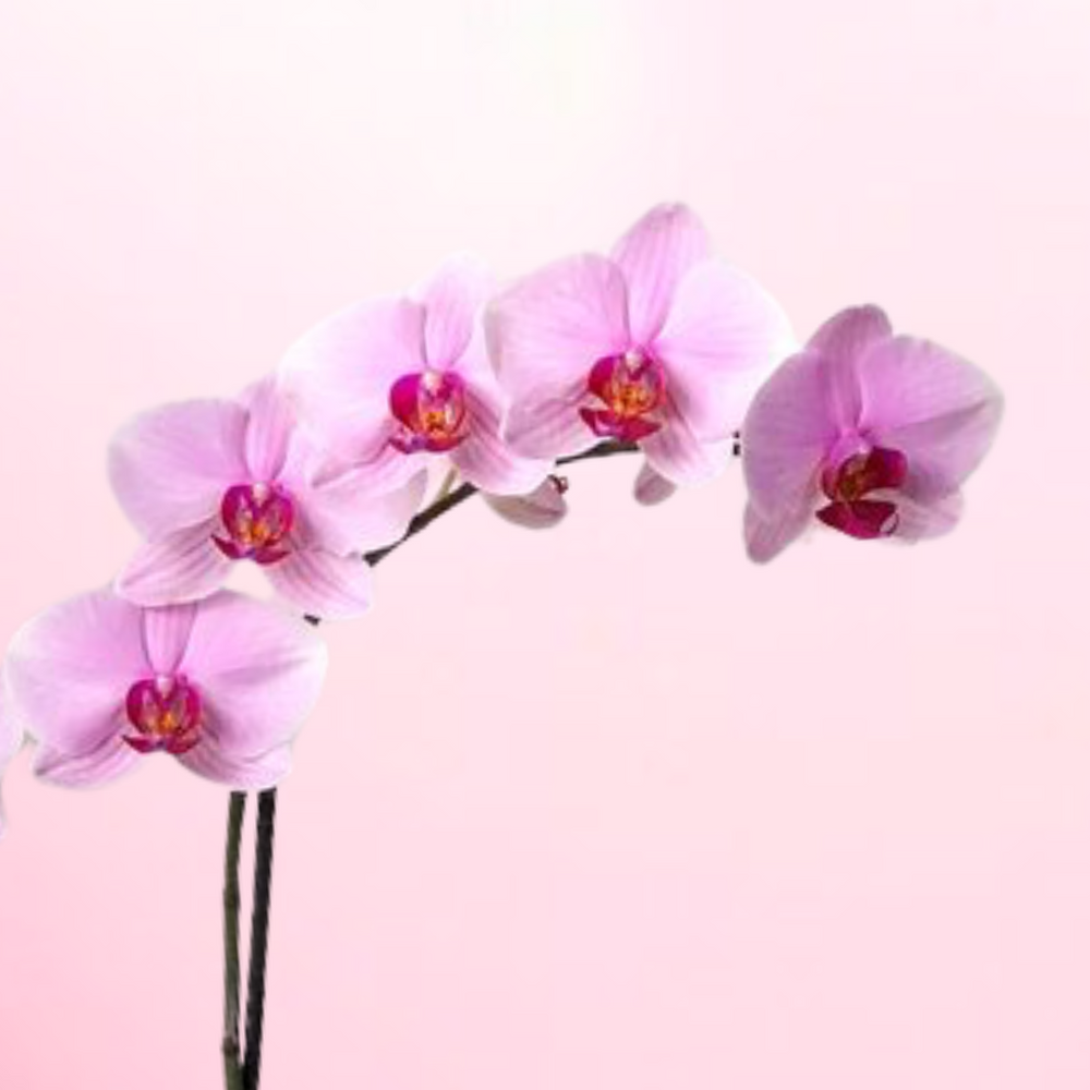 Soft Pink Orchid - (1) Stem — El Paso florist arrangement
