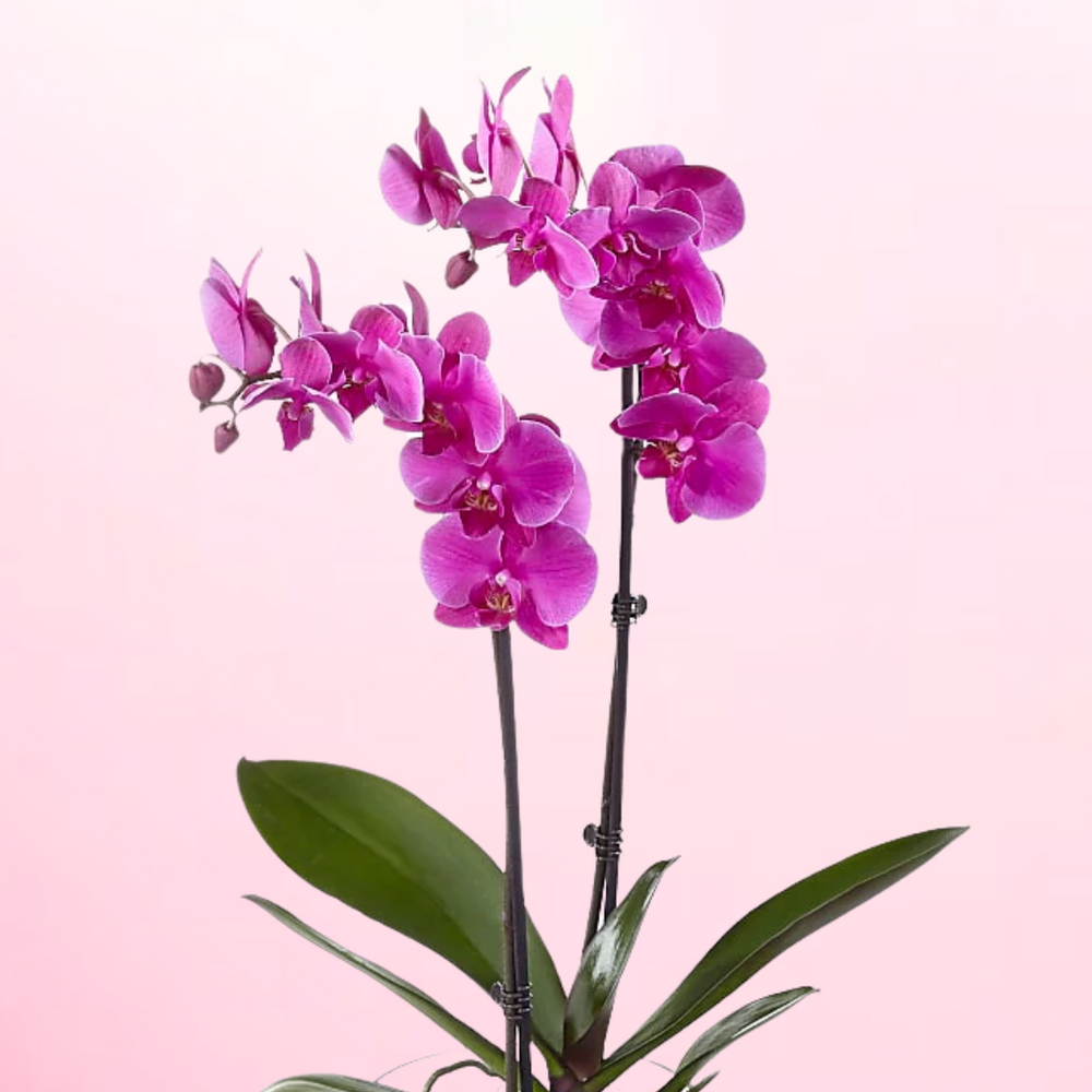 2 Stem Pink Orchid Plant — El Paso florist arrangement