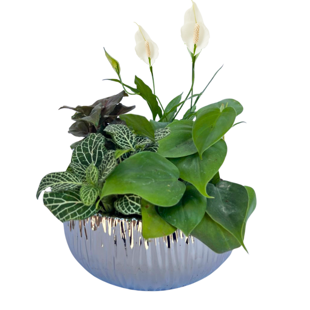 Peace Lily Plant Garden — El Paso florist arrangement
