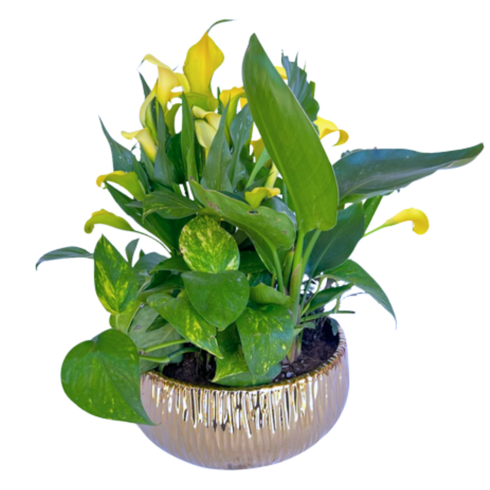 Medium Calla Lily Garden — El Paso florist arrangement