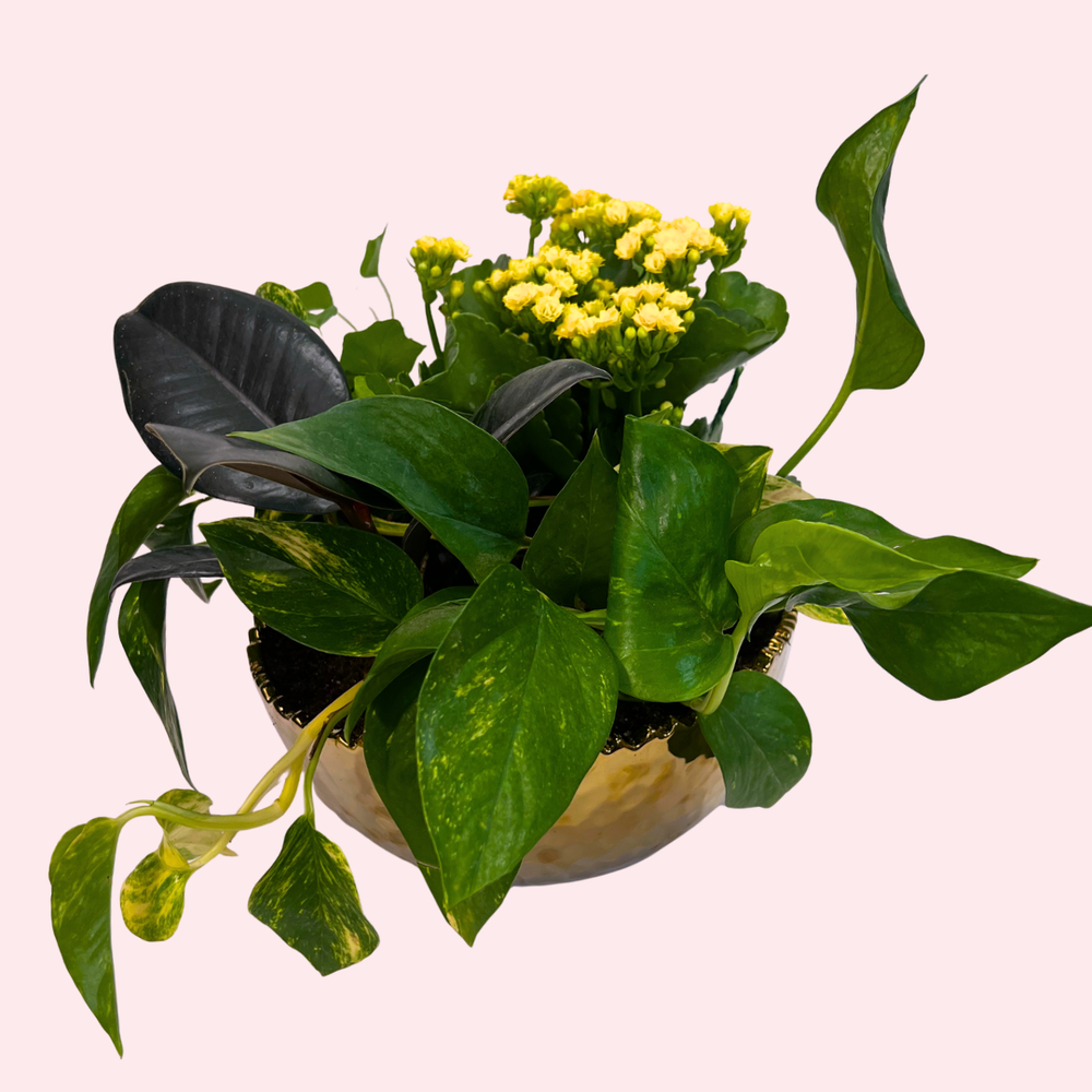 Balance & Harmony Dishgarden — El Paso florist arrangement