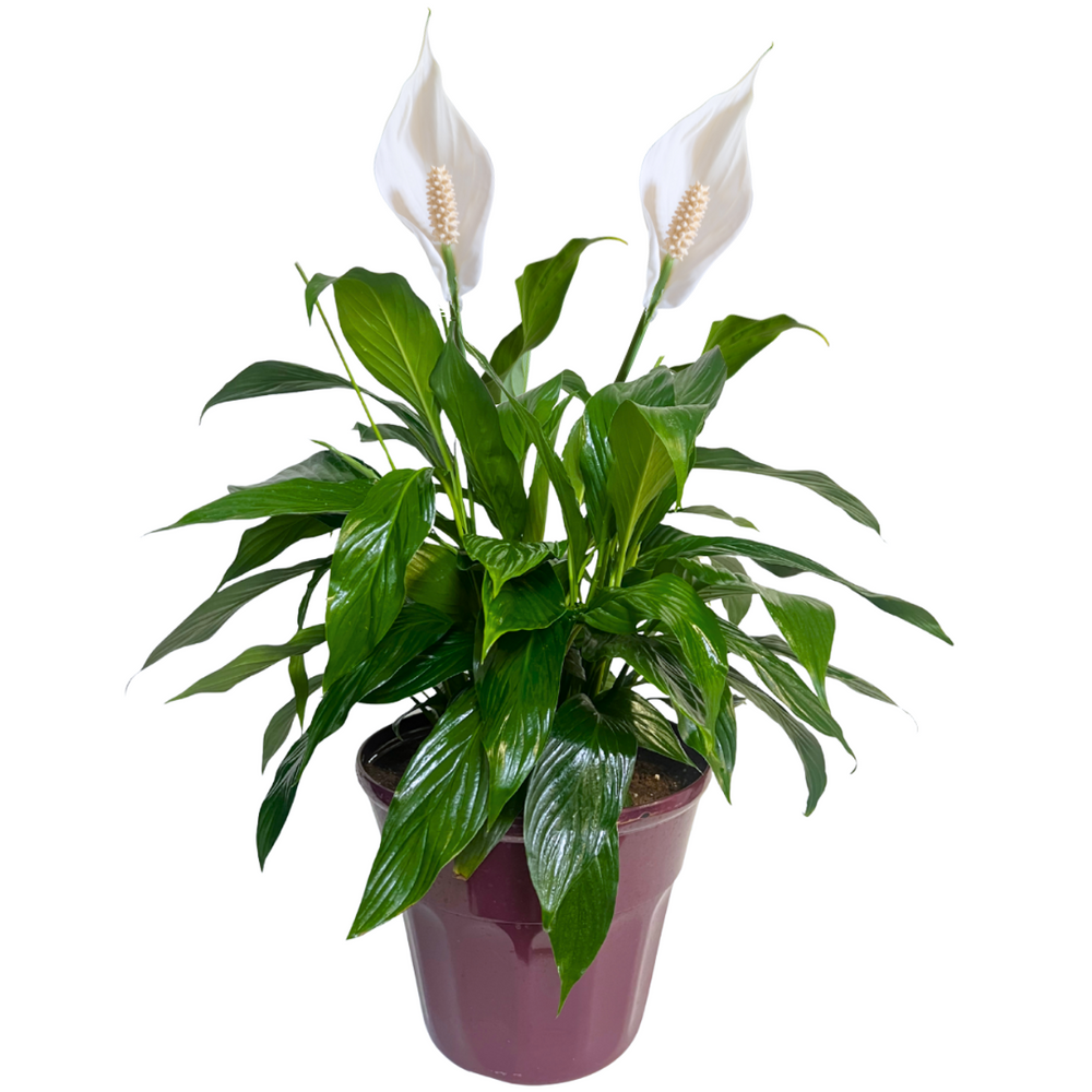 Peace Lili Plant — El Paso florist arrangement