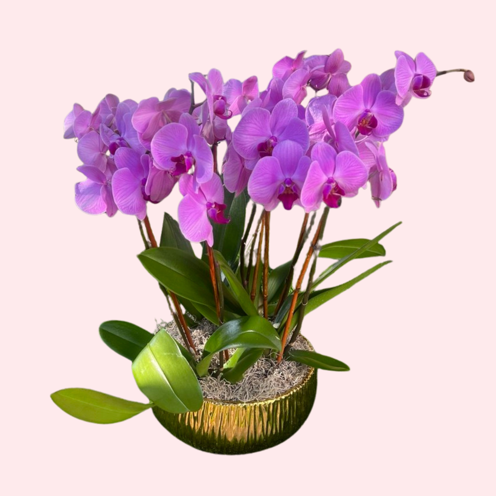 Majestic Orchid Garden — El Paso florist arrangement