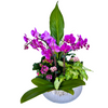 Orchid Dish Garden #M10