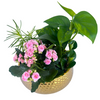 Pink Kalanchoe Garden #K13