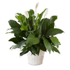 Medium Peace Lili Plant
