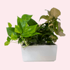Gratitude Dish Garden