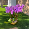 Majestic Orchid Garden 