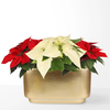 Red and White Sparkle Poinsettia