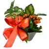 Mom's Special Day Dish Garden
