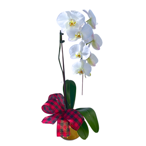 Holiday Orchid