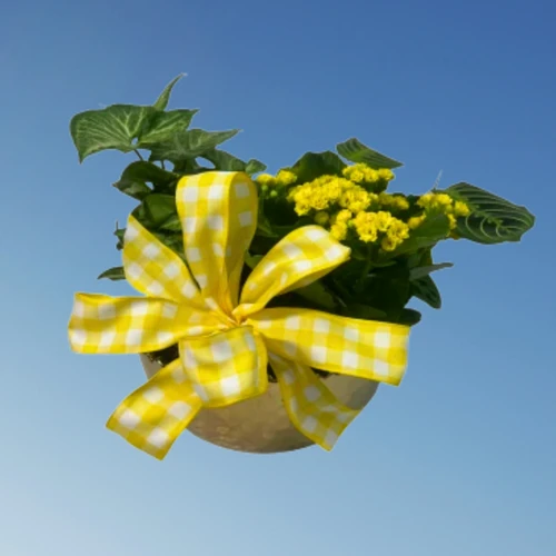 Bright Horizon Dish Garden 