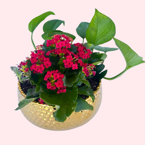Memorable Dish Garden — El Paso florist arrangement