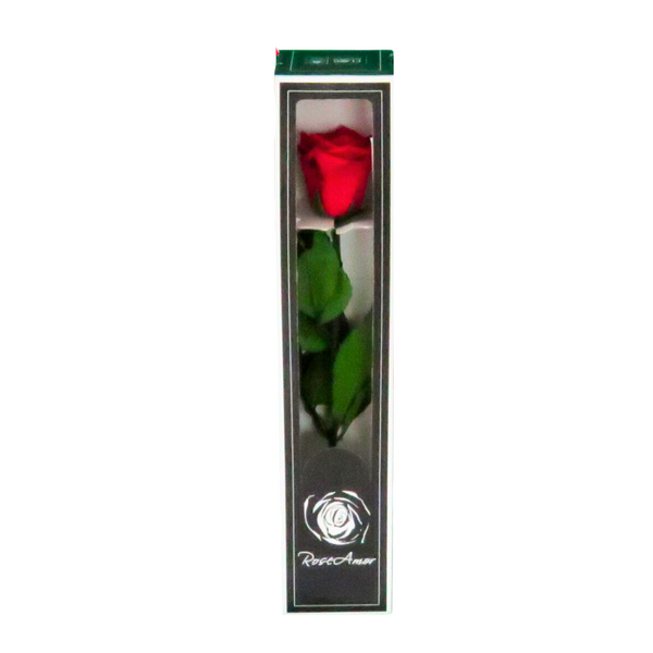 Single Preserved Red Rose — El Paso florist arrangement