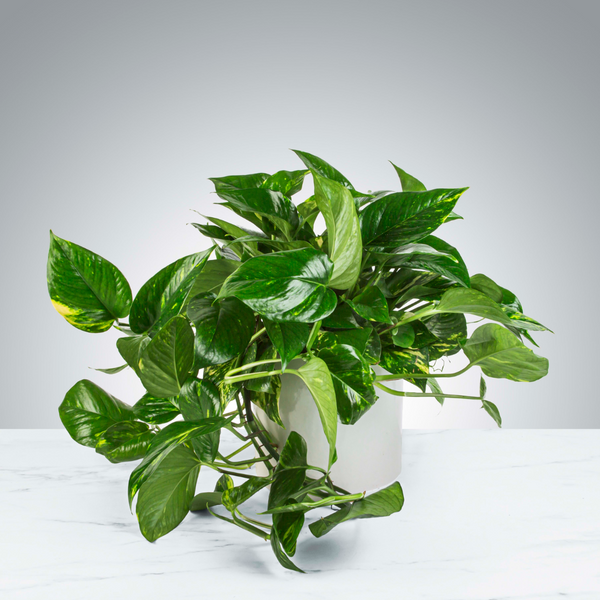 Medium Photos Plant — El Paso florist arrangement