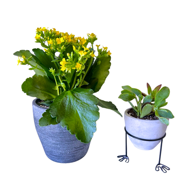 Plant Duo #003 — El Paso florist arrangement