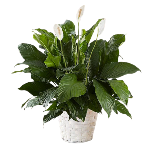 Medium Peace Lili Plant — El Paso florist arrangement