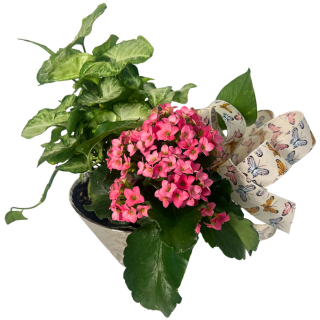 Blooming Dish Garden — El Paso florist arrangement
