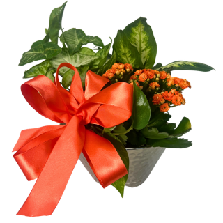 Special Day Dish Garden — El Paso florist arrangement