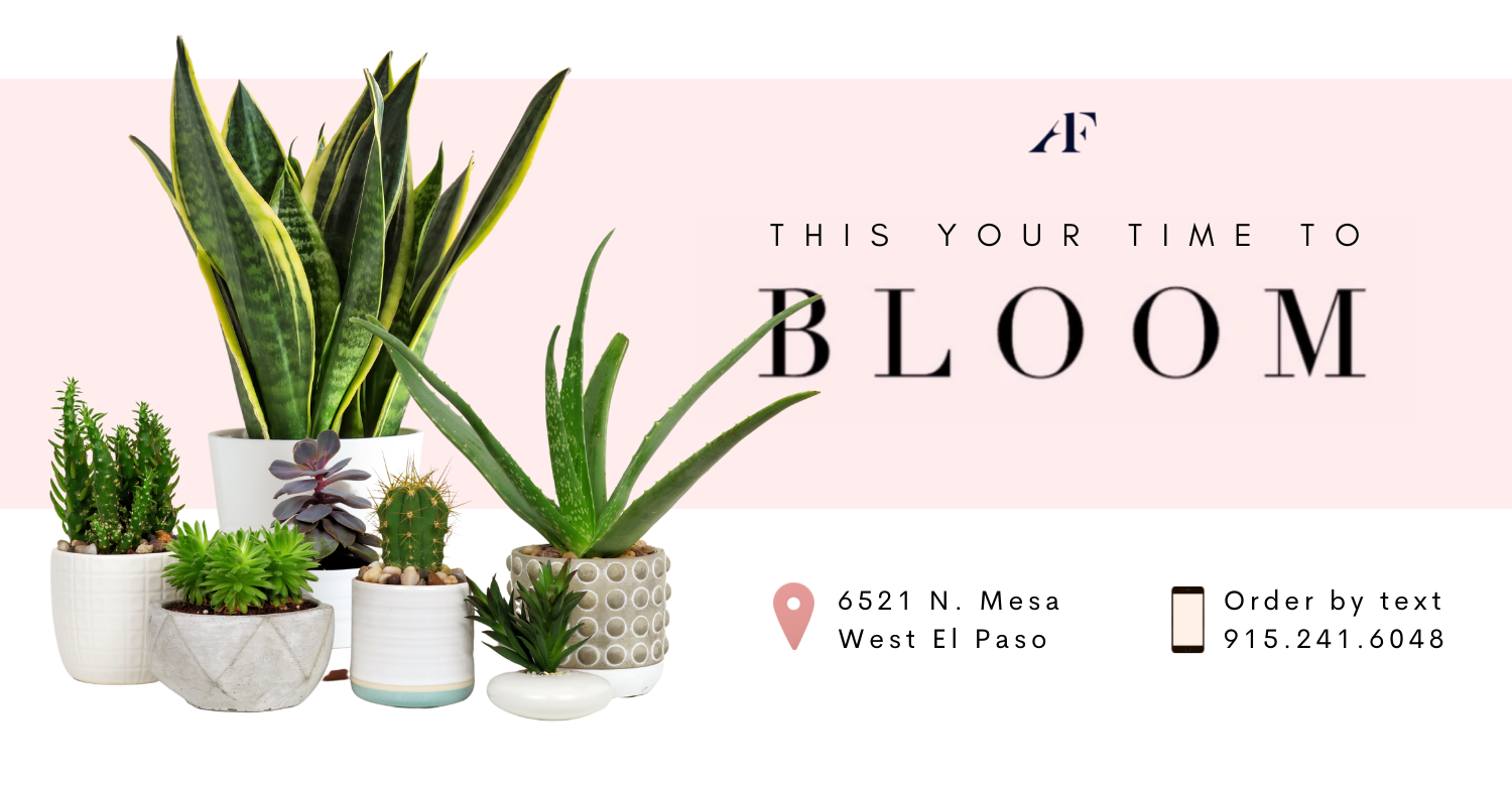 plants-2-el-paso-plants-el-paso-tx-florist-valentines-day-2022-banner-79912-el-paso-florist-angies-floral-designs-carousel-floral-design-el-paso-texas.png plants-2-el-paso-plants-el-paso-tx-florist-valentines-day-2022-banner-79912-el-paso-florist-angies-floral-designs-carousel-floral-design-el-paso-texas.png
