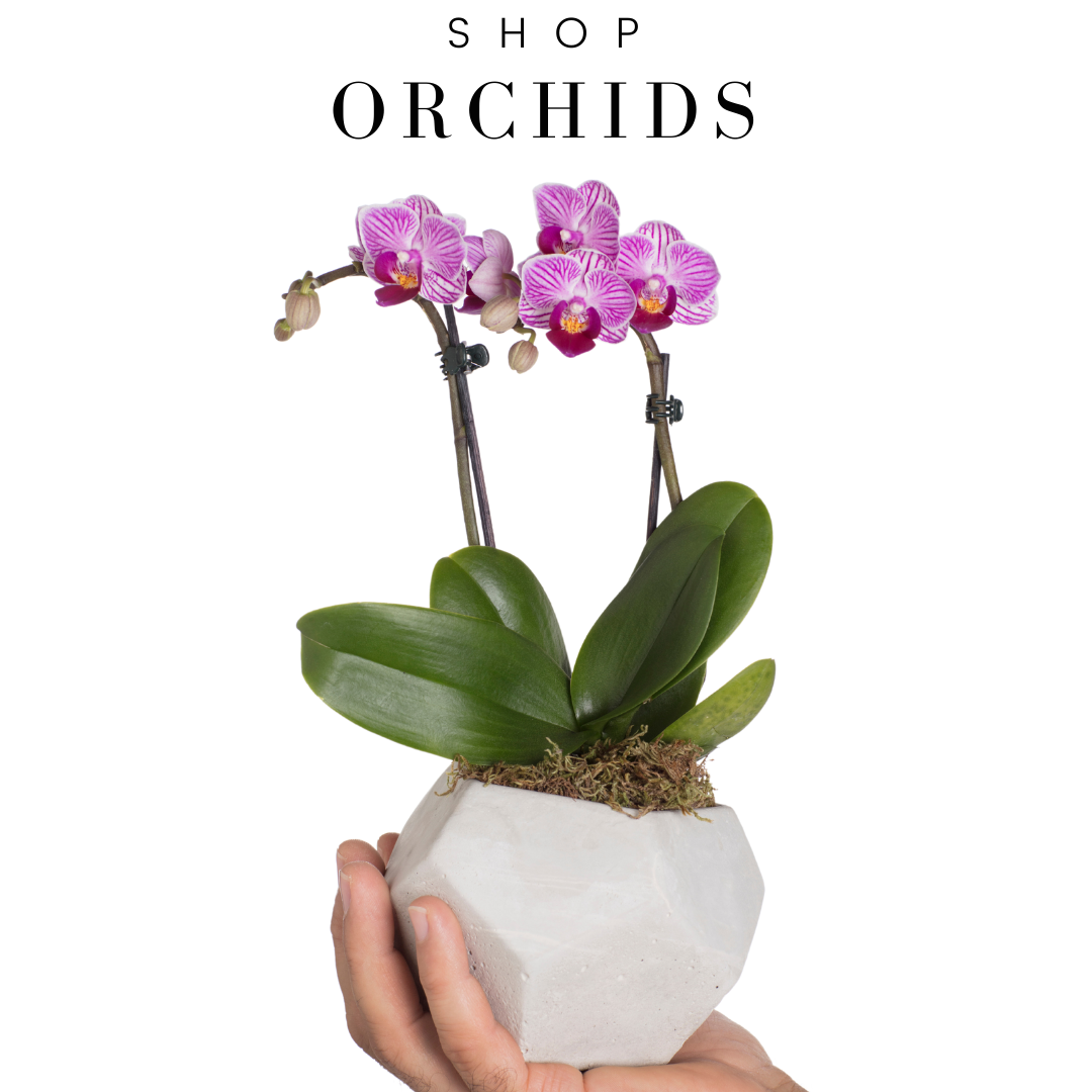 shop-orchids-and-plant-angies-floral-designs-el-paso-florist-79912-el-paso-florist-.png