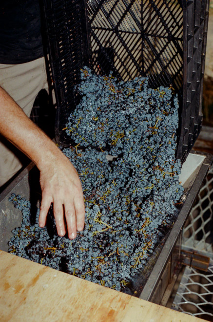 GVC Landsborough Vineyard Shiraz