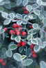 Holiday Christmas Theme Cleaning Cloth, Berries Of Ilex