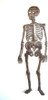 Large Metal Skeleton Decor, Day of the Dead Decorations Large Metal Skeleton Decor, Day of the Dead Decorations