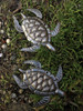 Sea Turtles, (set of 2)