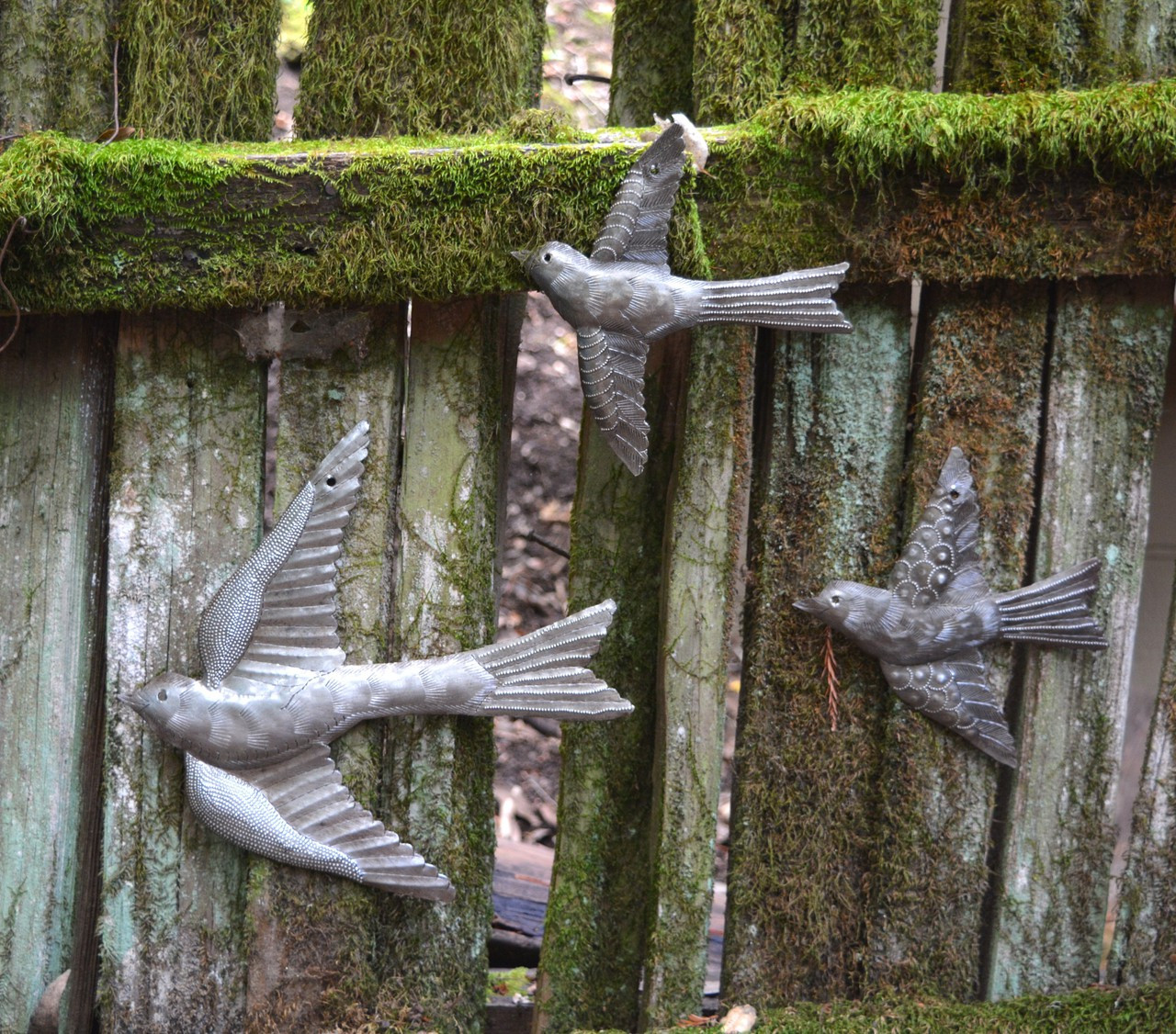 Birds on Outside Fence