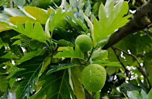 Breadfruit & Metal Sculpture in Haiti