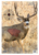 Birchwood Casey 35402 Pregame  Mule Deer Paper Target 16.50" x 24" 3 Per Pkg                                                                                                                            