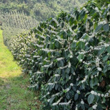 view of coffee trees in bloom