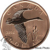 Canada: 2016 $1 Tundra Swan Specimen Coin