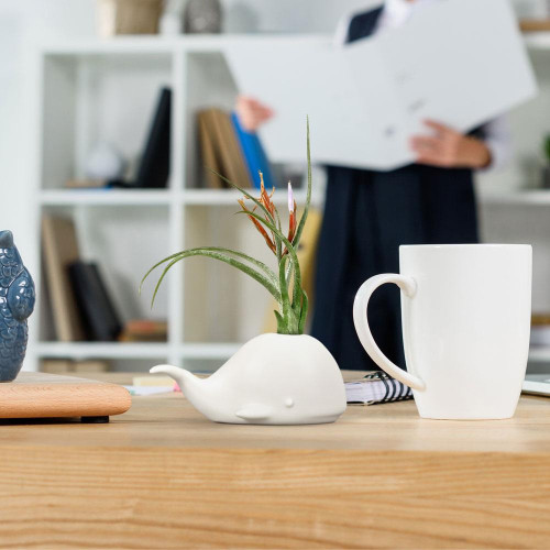 Lifestyle shot of the Whale Fancy Plants Planter