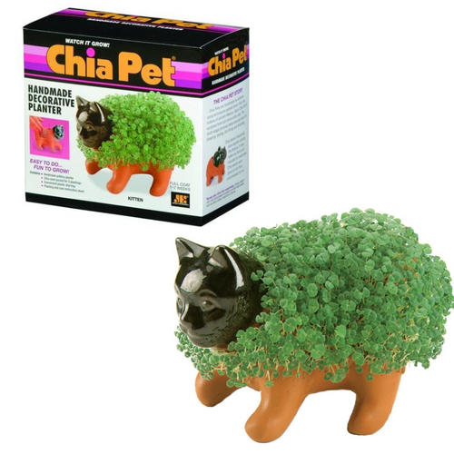 Kitten Chia Pet Kitten Chia Pet