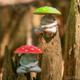  Meditating Mushroom