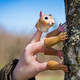 Handi Squirrel Finger Puppets Outside View