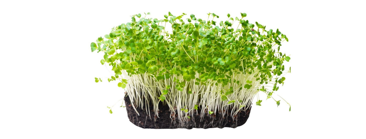 Microgreens