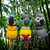 Parrot 3D Keychains | Limited Edition