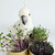 Organic Microgreens Tin Grow Kit | Kale